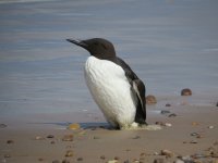 guillemot.jpg