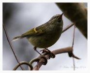 Unknown%20Warbler%20-%20Gaoligongshan%20%235-XL.jpg