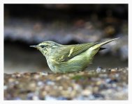 Unknown%20Warbler%20-%20Gaoligongshan%20%231-XL.jpg