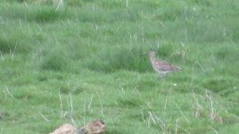 whimbrel2 011.jpg