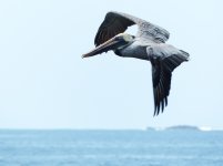 Pelican.JPG