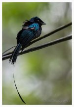 Lesser%20Racquet-tailed%20Drongo%20%231-X2.jpg