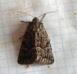 straw underwing 008.jpg