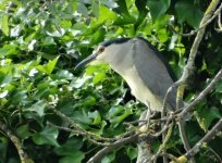 Night_Heron_Cheltenham_1.jpg