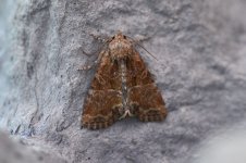 moth-6.jpg