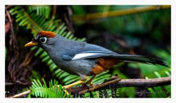 Chestnut-capped%20Laughingthrush%20%231-XL.jpg