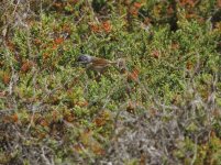 spectacled warbler.JPG