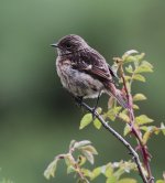 stonechat3.jpg