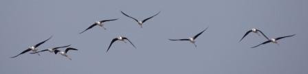 BWStilts....3 short of a full squadron..jpg