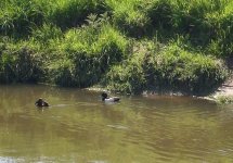 black and white duck.jpg