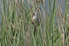 Bearded Tit06062014Cresswell0812.jpg