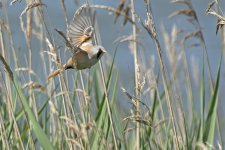 Bearded Tit06062014Cresswell0819.jpg