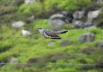 male cuckoo 011.jpg