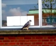 PEREGRINE FALCON 1.jpg