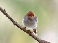 AshyTailorbird02.jpg