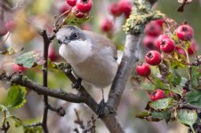 Lesser-Whitethroat-(18)-web.jpg