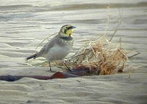 Shorelark-081201-(1)-web.jpg