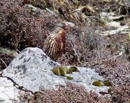 Snow Partridge.jpg