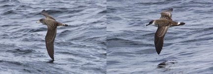 large shearwaters.jpg