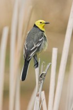 Citrine-Wagtail-06-05-2006-.jpg