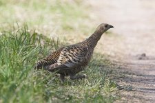 Black-Grouse-08-05-2006-1.jpg