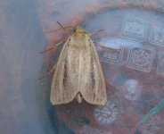 Webb's Wainscot.JPG