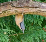 Nuthatch.jpg