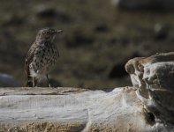 sage thrasher.JPG