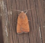 Least-Yellow-underwing.jpg