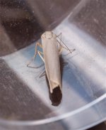 Hoary-Footman.jpg