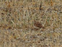 2014.10.01 Short-toed Lark.JPG