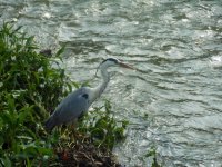 Great Blue Heron in South Korea.jpg