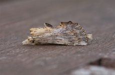 Pale-Prominent.jpg