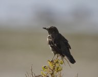 sage thrasher2.JPG