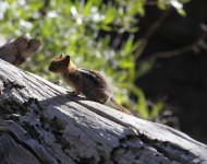 golden-mantled g squirrel.JPG