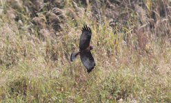 Pied Harrier 8ykbkh3.jpg