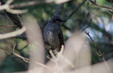 Brown-eared Bulbul 8bvj3.jpg