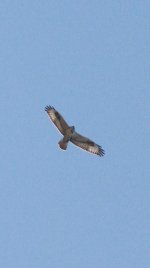 Upland Buzzard 7vbjc3.jpg