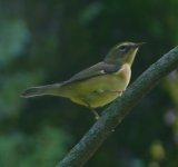 (Poss) Blackburnian Warbler USA 1.jpg