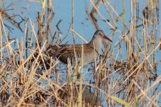 Water-Rail-(3)-web.jpg