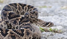 Eastern Diamondback Rattlesnake 20 Nov C.jpg