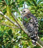 Red-shouldered Hawk Nov 20.jpg