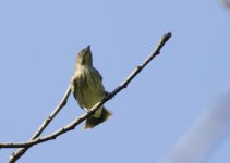 Thick-billed Flowerpecker3.JPG