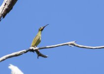 Yellow-eared Spiderhunter1.JPG