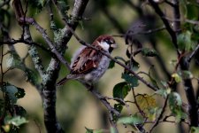 Italian sparrow fresh autumn Oct 2014.jpg