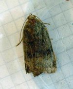 yellow underwing 025.jpg