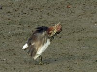 chinese pond heron groom DB MP sx60hs IMG_0268.jpg