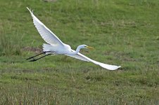 Great White Egret20140926Gretham CreekDSC_2443.jpg