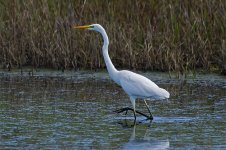 Great White Egret20140926Gretham CreekDSC_2553.jpg