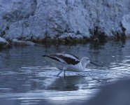 A avocet at dusk.JPG